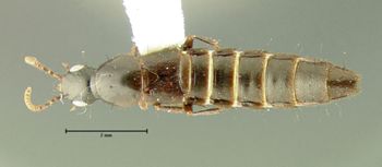 Media type: image;   Entomology 32394 Aspect: habitus dorsal view